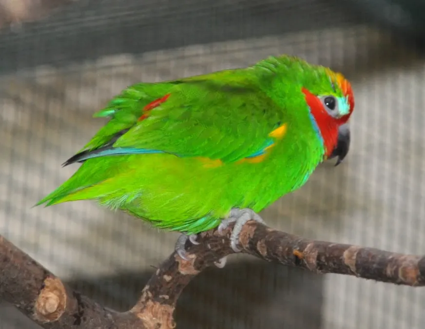 File:Cyclopsitta diophthalma qtl1.jpg