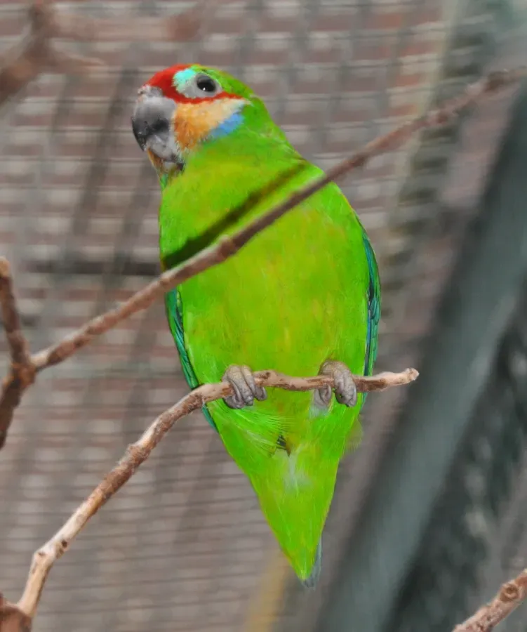 File:Cyclopsitta diophthalma qtl2.jpg