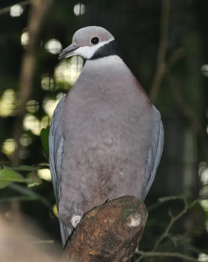 File:Ducula mullerii mullerii qtl1.jpg