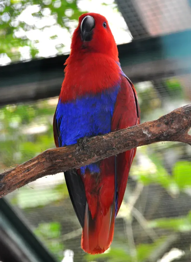 File:Eclectus roratus polychloros qtl1.jpg