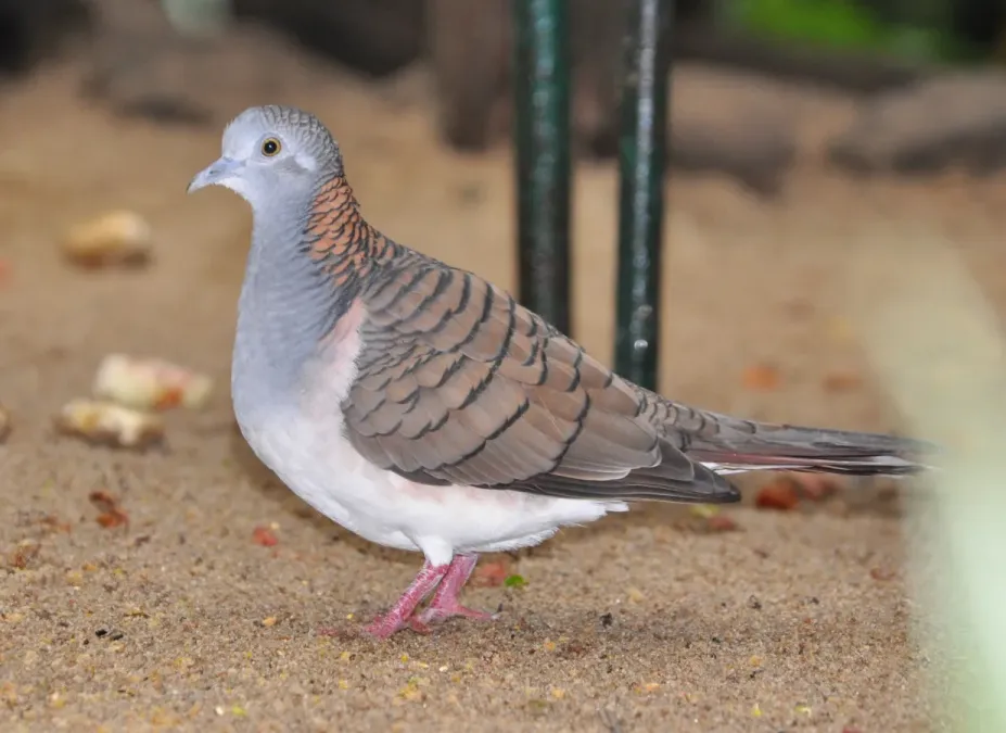 File:Geopelia humeralis gregalis qtl1.jpg