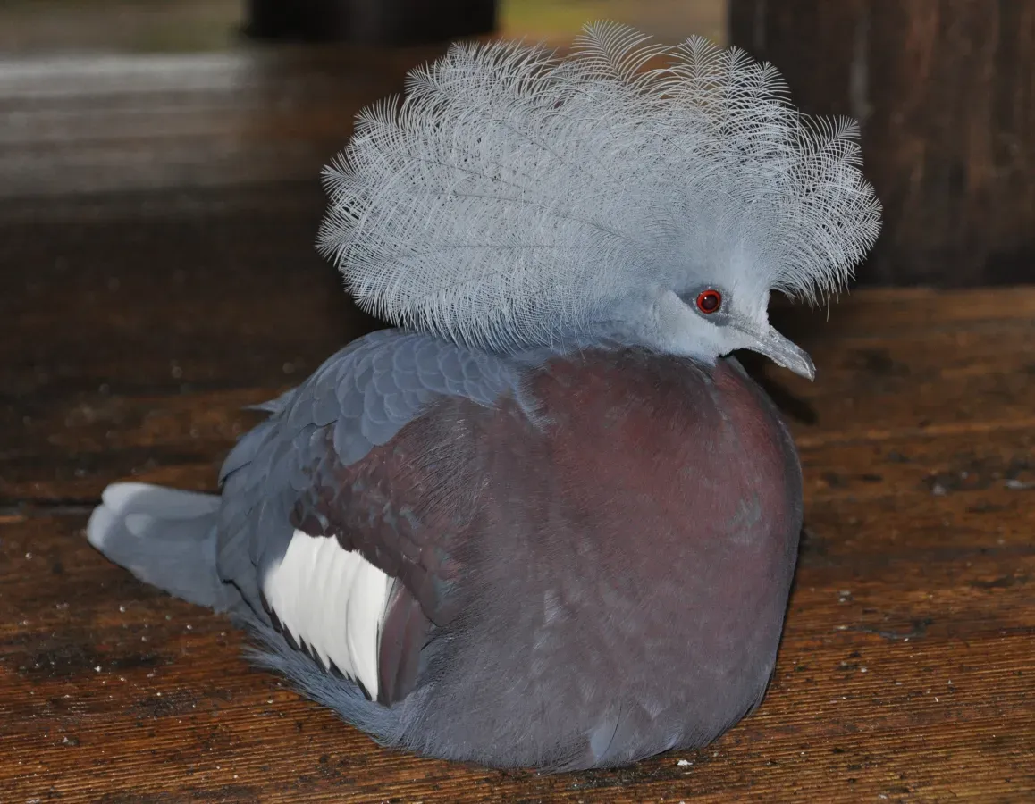 File:Goura sclaterii qtl3.jpg