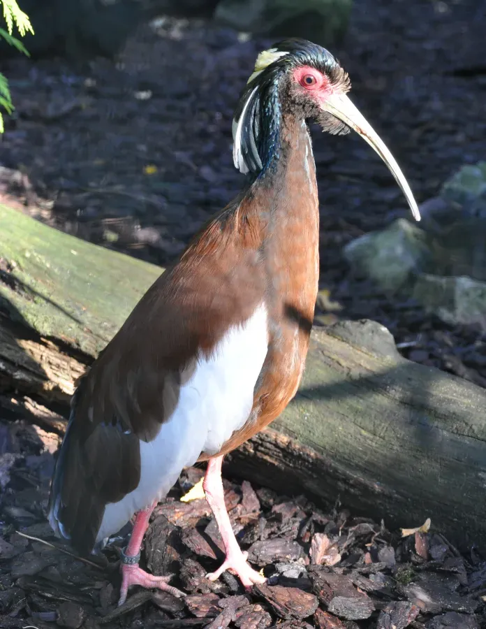 File:Lophotibis cristata qtl1.jpg