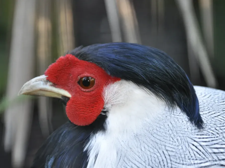 File:Lophura nycthemera jonesi qtl1.jpg