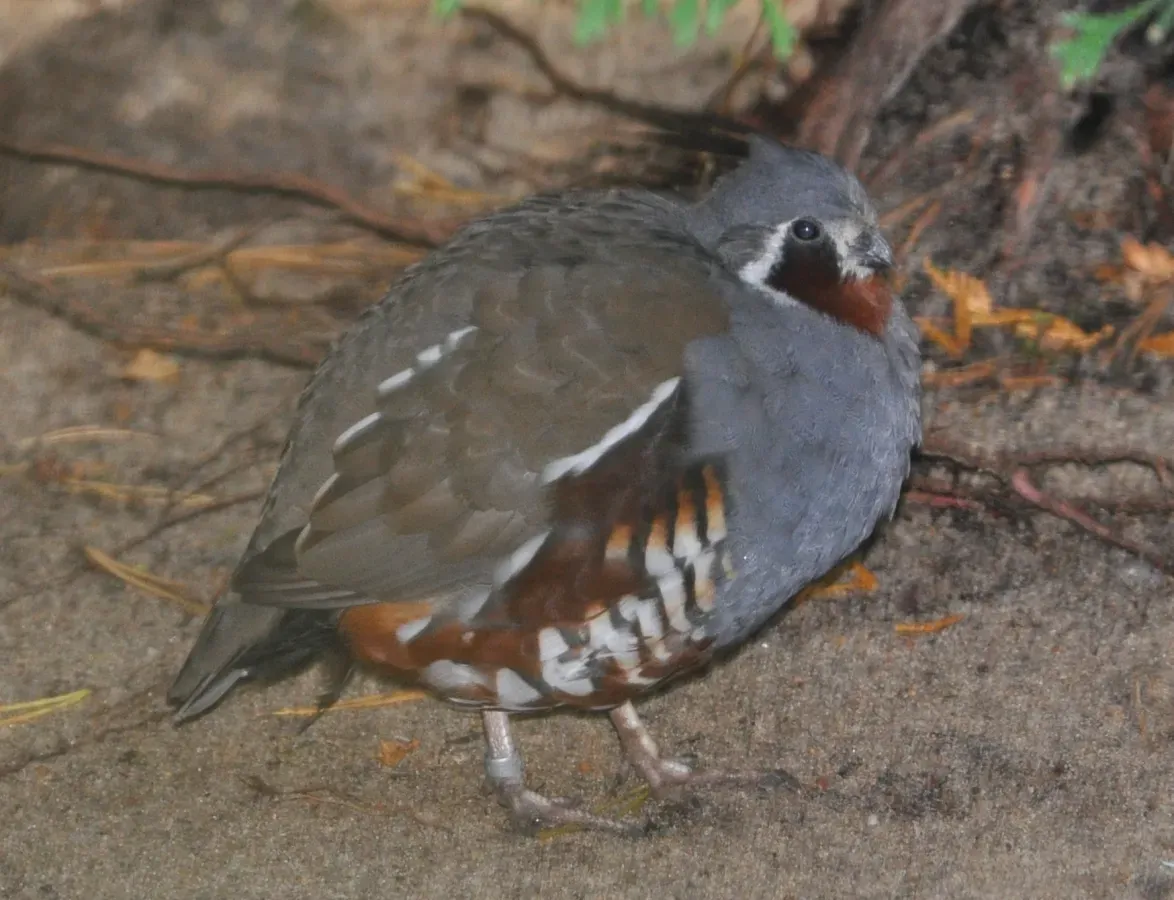 File:Oreortyx pictus qtl1.jpg