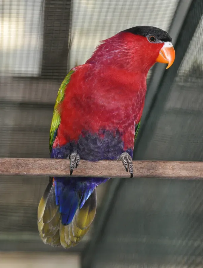 File:Lorius hypoinochrous qtl1.jpg