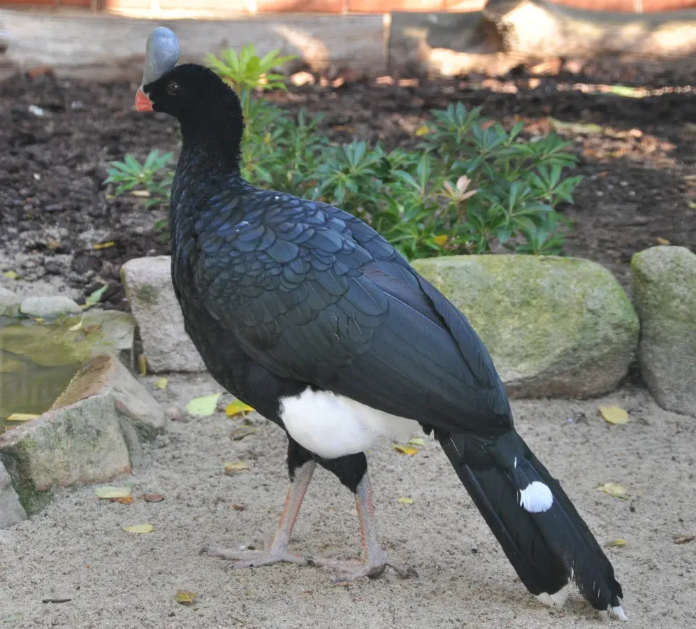 File:Pauxi pauxi qtl2.jpg