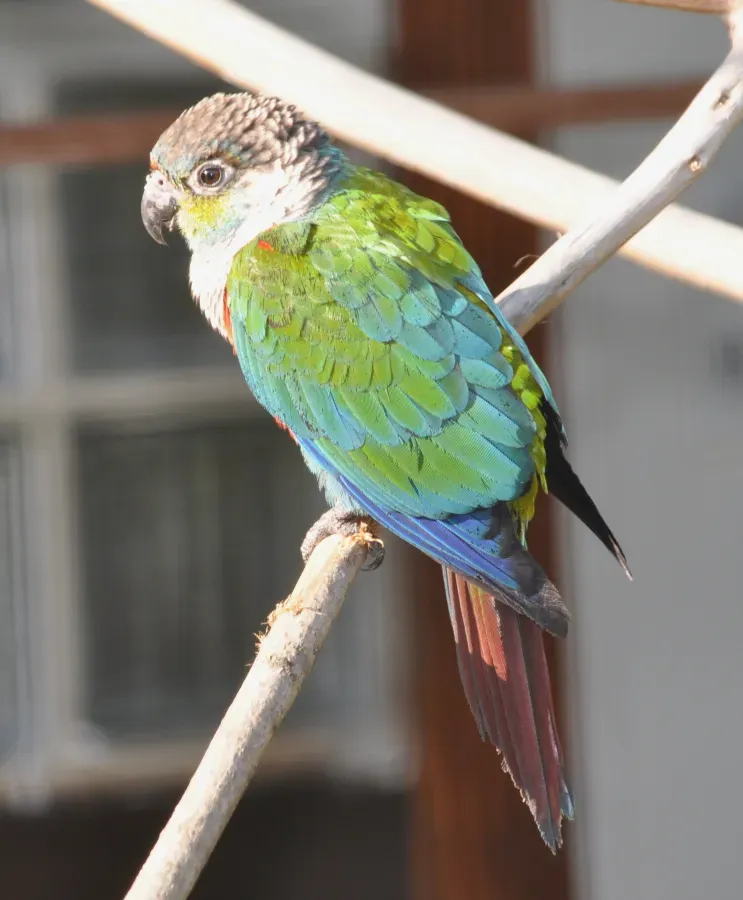 File:Pyrrhura perlata perlata qtl1.jpg
