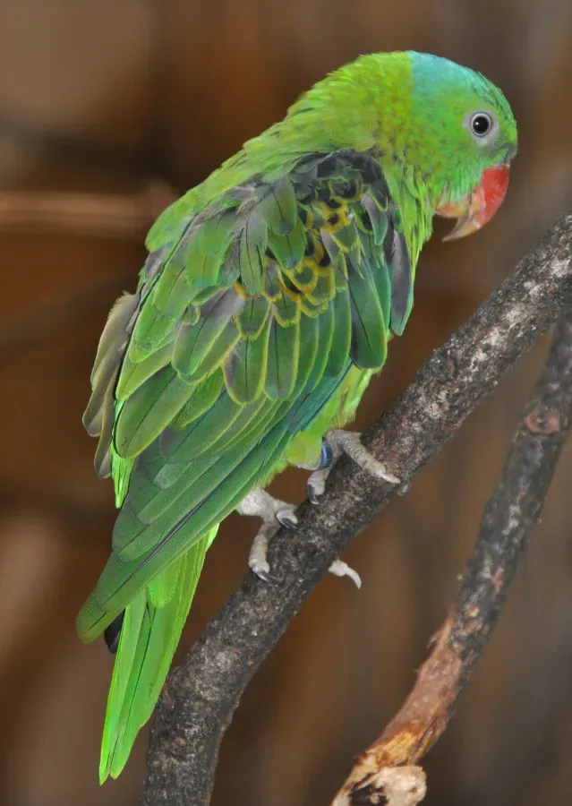 File:Tanygnathus lucionensis qtl2.jpg