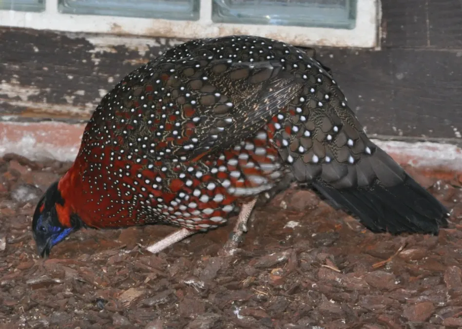 File:Tragopan satyra qtl1.jpg