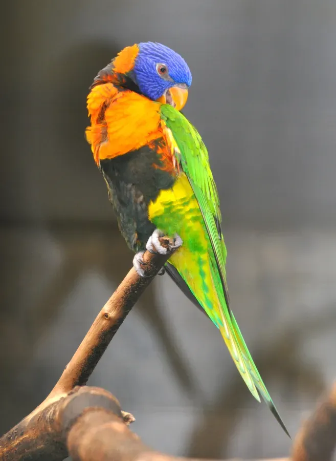 File:Trichoglossus rubritorquis qtl1.jpg