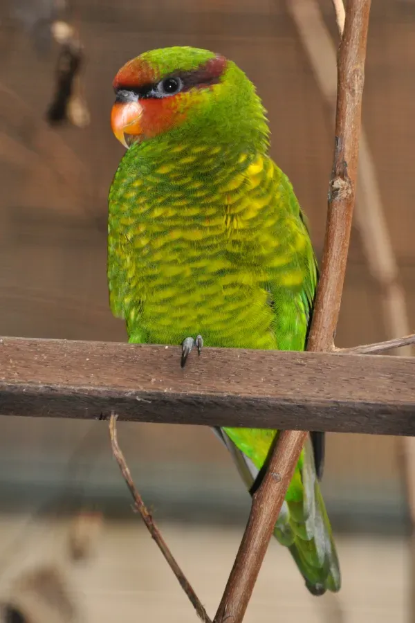 File:Trichoglossus johnstoniae qtl1.jpg