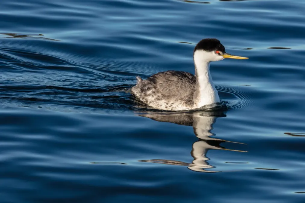 File:Western Grebe - Aechmophorus occidentalis (21939f7c-1b90-4181-86f6-2141658a8d7e).jpg