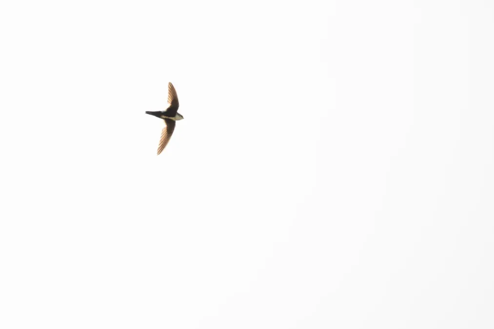 File:White-throated swift (Aeronautes saxatalis) along the Gardner River (9dda9a73-c9d0-4833-91a2-da338d58ff99).jpg