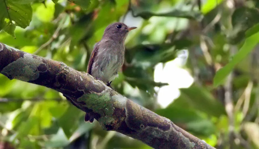 File:Ashy-breasted Flycatcher (Muscicapa randi) facing right in tree (cropped).jpg