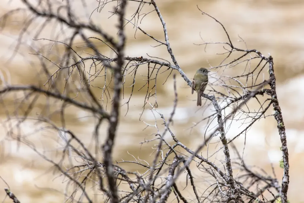 File:Hammond's flycatcher (Empidonax hammondii) perched along the Yellowstone RIver (eb9a88c2-4bdf-49d7-9ec1-0858406847d5).jpg