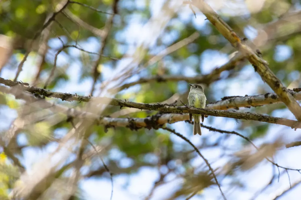 File:Hammond's flycatcher (Empidonax hammondii) (f2216f06-ce96-4d52-9eb6-acbe35f88a73).jpg