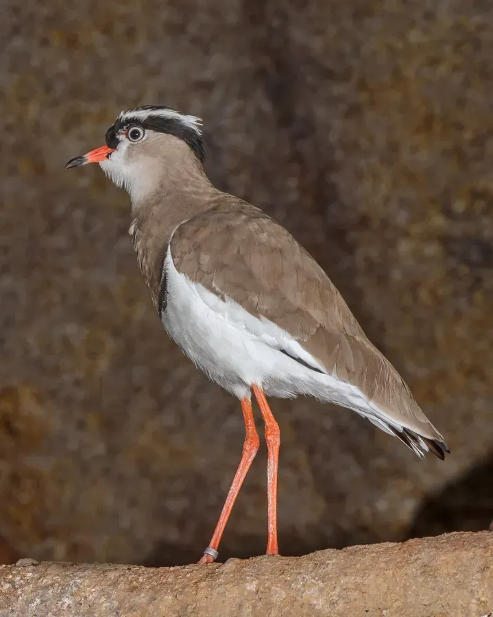 File:Vanellus coronatus - Karlsruhe Zoo 02.jpg