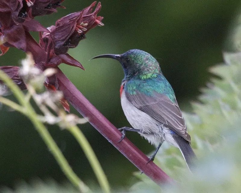 File:Southern Double-collared Sunbird (Cinnyris chalybeus).jpg