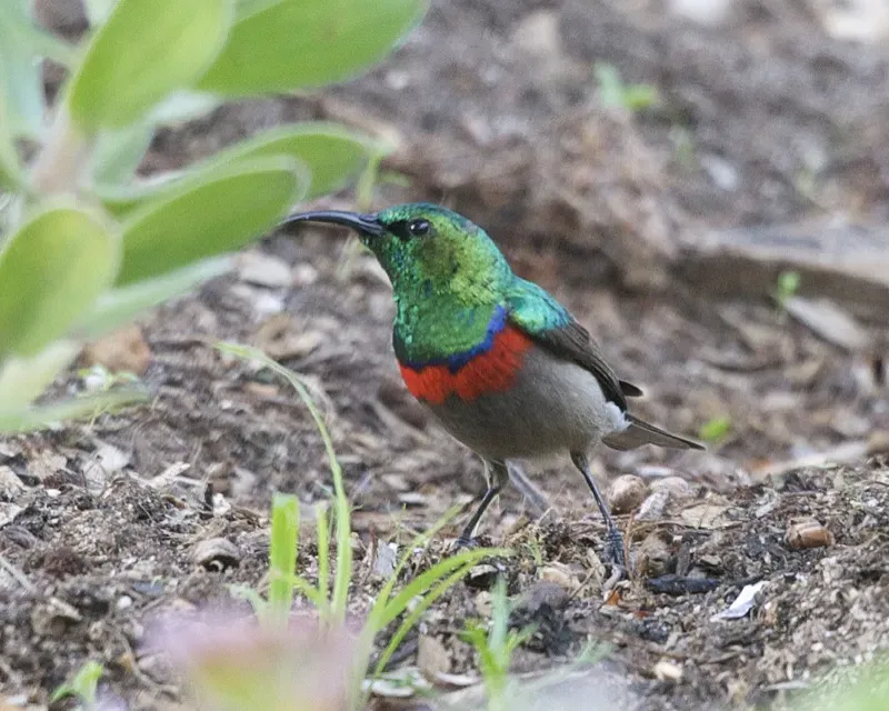File:Southern Double-collared Sunbird (Cinnyris chalybeus) 2.jpg