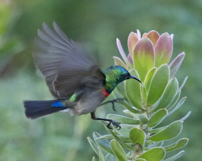 File:Southern Double-collared Sunbird (Cinnyris chalybeus) 3.jpg