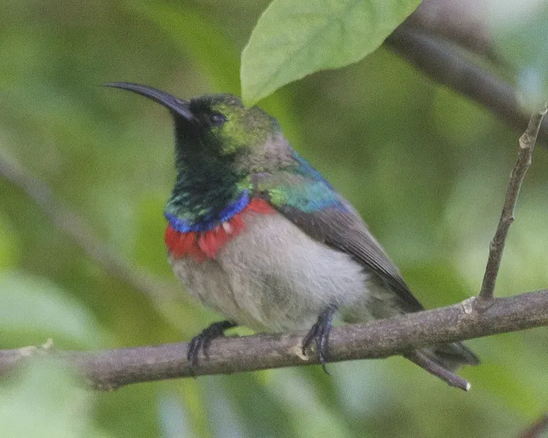 File:Southern Double-collared Sunbird (Cinnyris chalybeus) 4.jpg