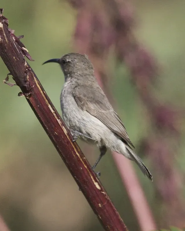 File:Southern Double-collared Sunbird female (Cinnyris chalybeus).jpg
