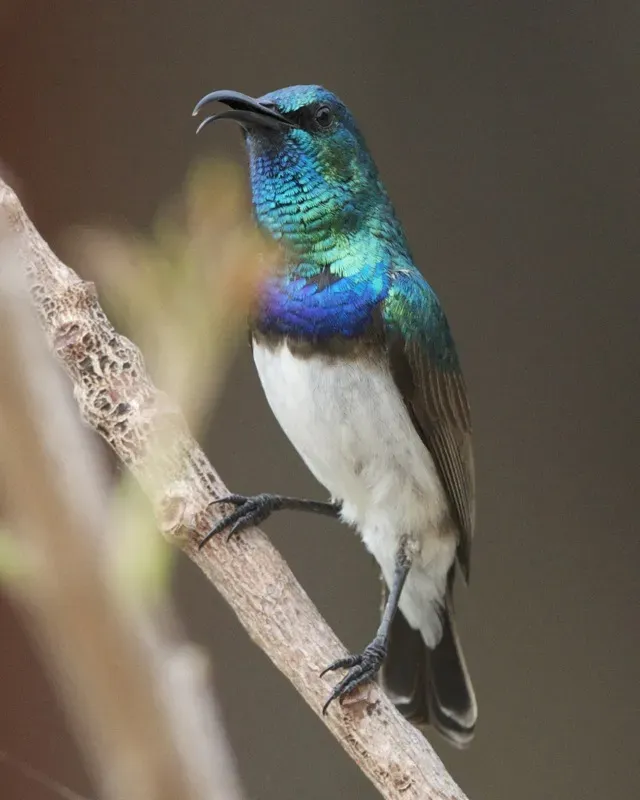 File:White-breasted Sunbird (Cinnyris talatala) 2.jpg