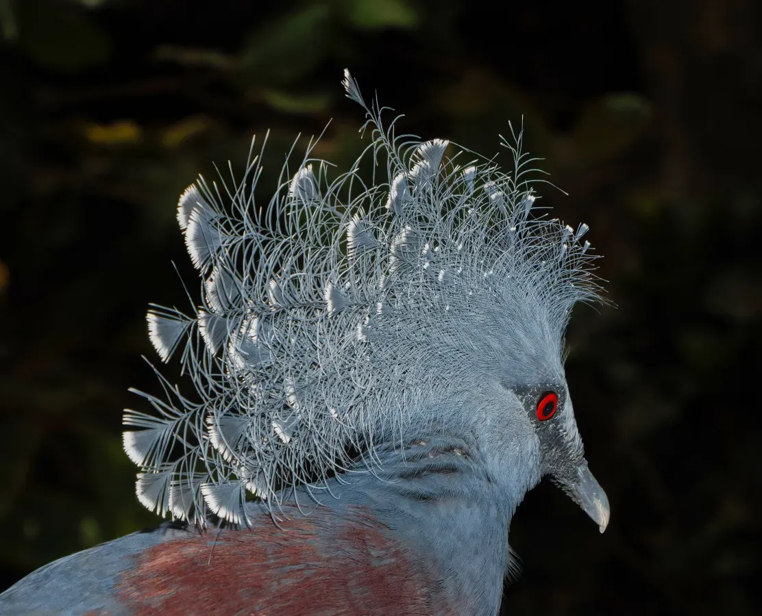 File:Goura victoria - Karlsruhe Zoo 01.jpg