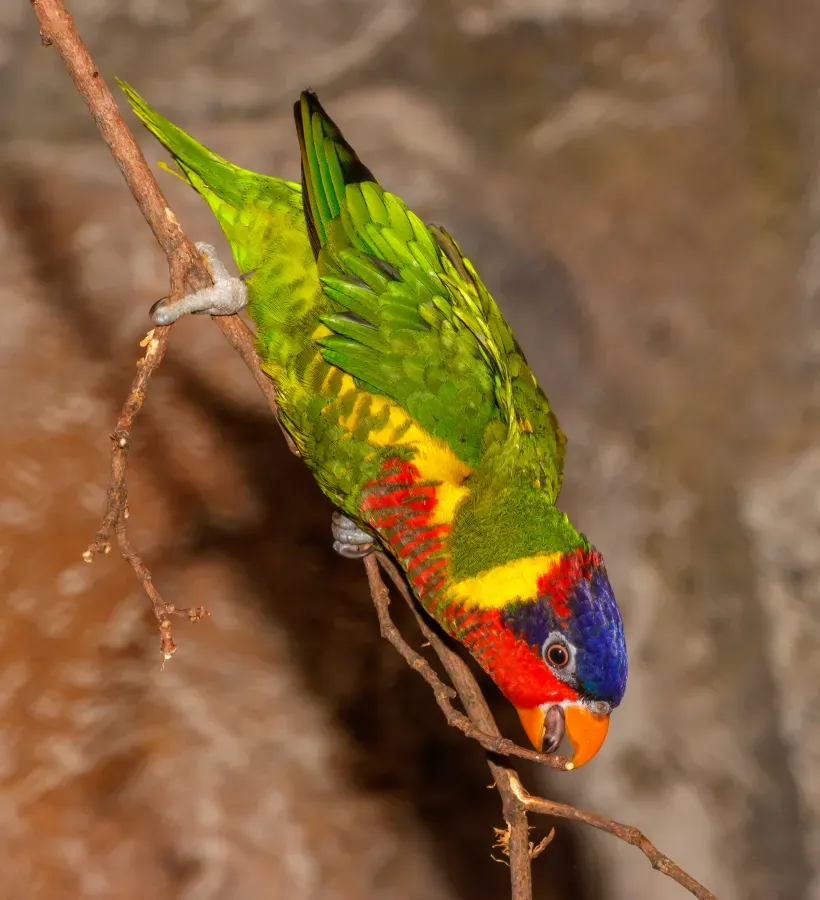 File:Trichoglossus ornatus - Karlsruhe Zoo 01.jpg
