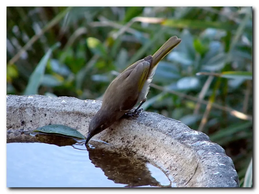 File:Brown Honeyeater - Lichmera indistincta.jpg