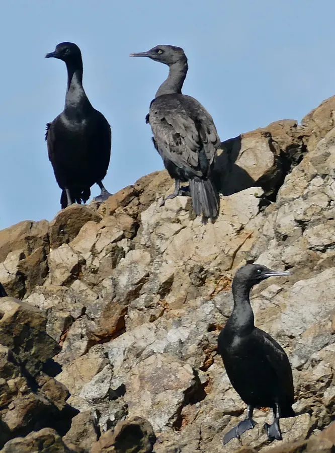 File:Bank Cormorants Phalacrocorax neglectus, Kleinbaai, Western Cape (32506968510).jpg