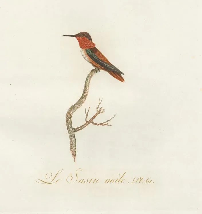 File:Selasphorus sasin Audebert.jpg