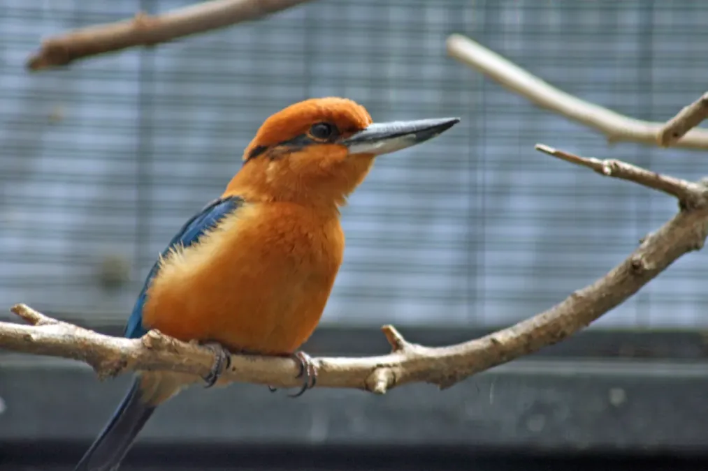 File:Todiramphus cinnamominus -San Diego Zoo-male-8a.jpg