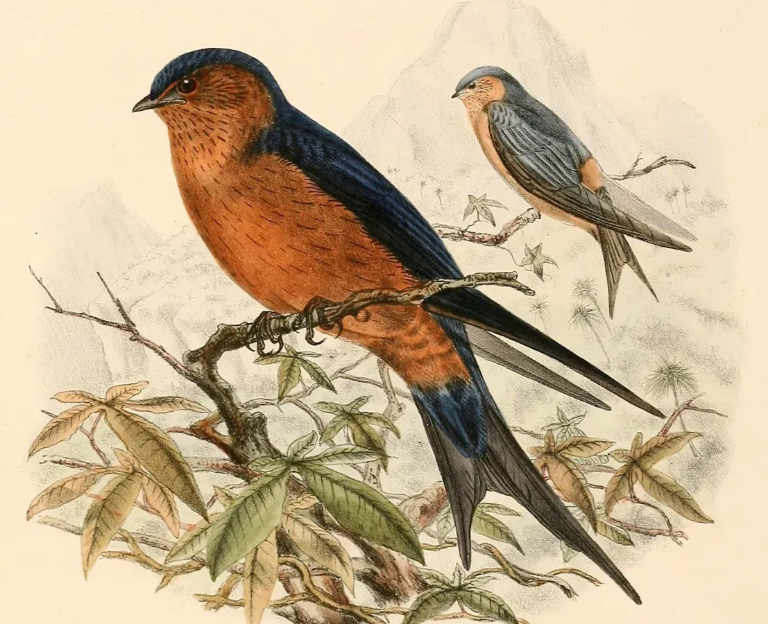 File:Cecropis hyperythra 1894 (cropped).jpg
