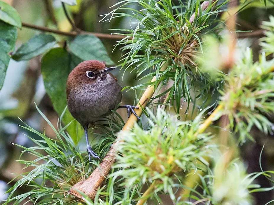 File:Asthenes palpebralis - Eye-ringed Thistletail (cropped).jpg