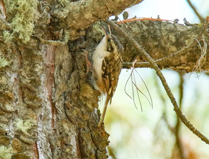 File:Hodgson's Treecreeper (Certhia hodgsoni) (38741827515) (cropped).jpg