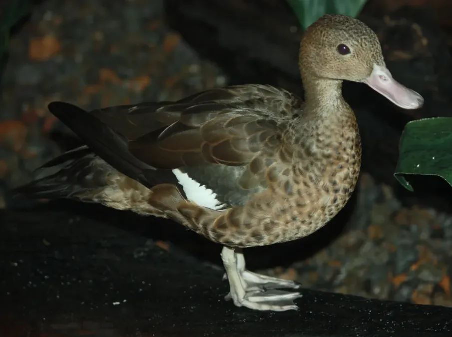 File:Bernier's Teal (Anas bernieri) 001.jpg