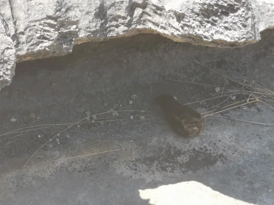 File:Caprimulgus madagascariensis 2019-10-05 2.jpg