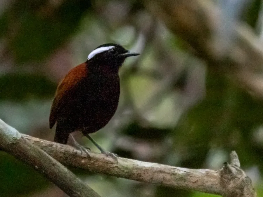 File:Conopophaga melanogaster - Black-bellied Gnateater (male); Carajás National Forest, Pará, Brazil.jpg