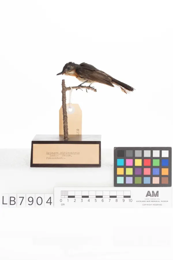 File:Myiagra albiventris (AM LB7904-4).jpg