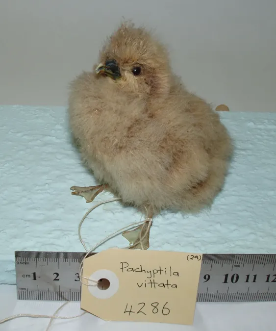 File:Pachyptila vittata (AM LB4286-3).jpg