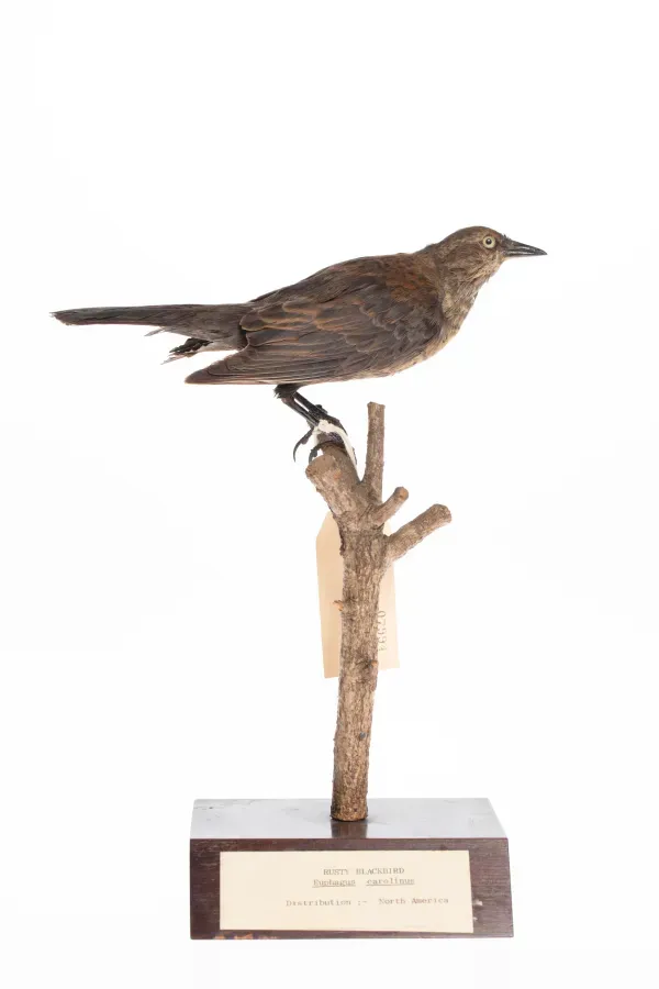 File:Euphagus carolinus (AM LB7994-2).jpg