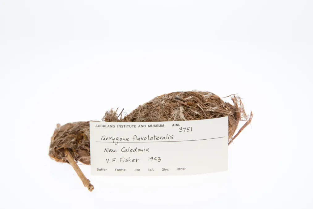 File:Gerygone flavolateralis (AM LB3751-3).jpg
