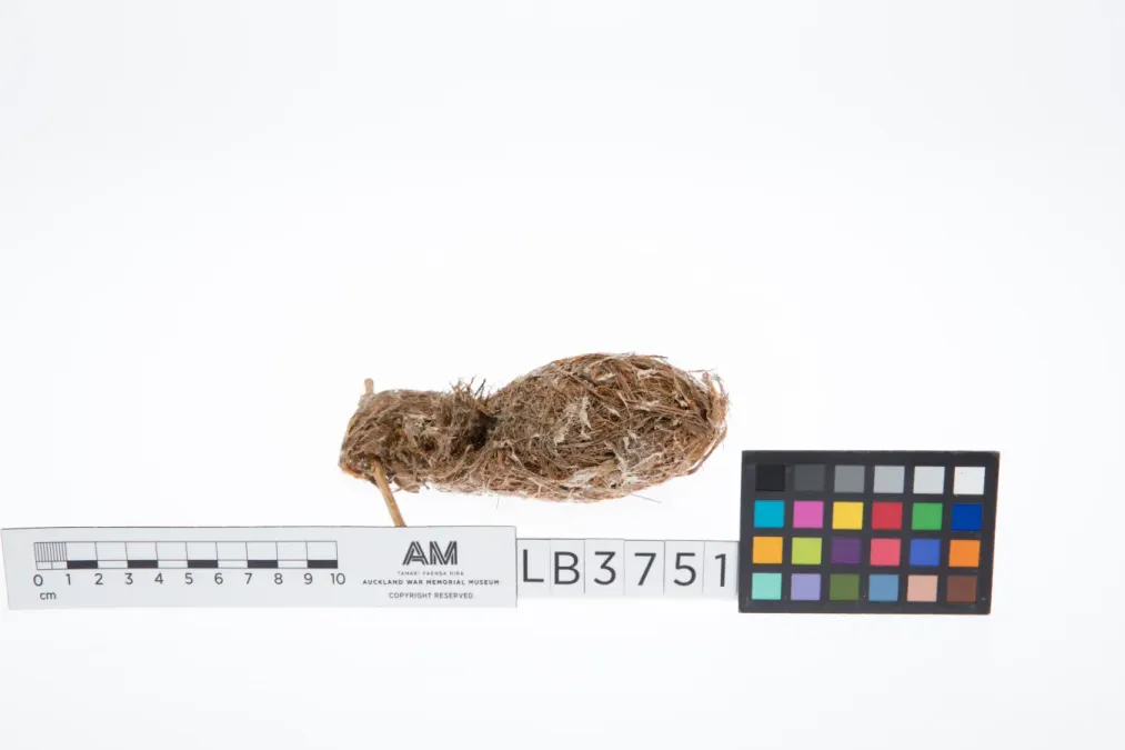 File:Gerygone flavolateralis (AM LB3751-4).jpg
