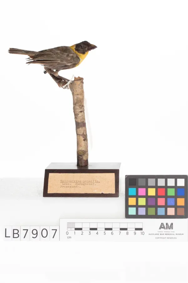 File:Ploceus nelicourvi (AM LB7907-4).jpg
