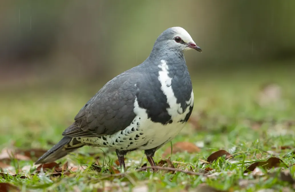 File:Leucosarcia melanoleuca - Brunkerville.jpg