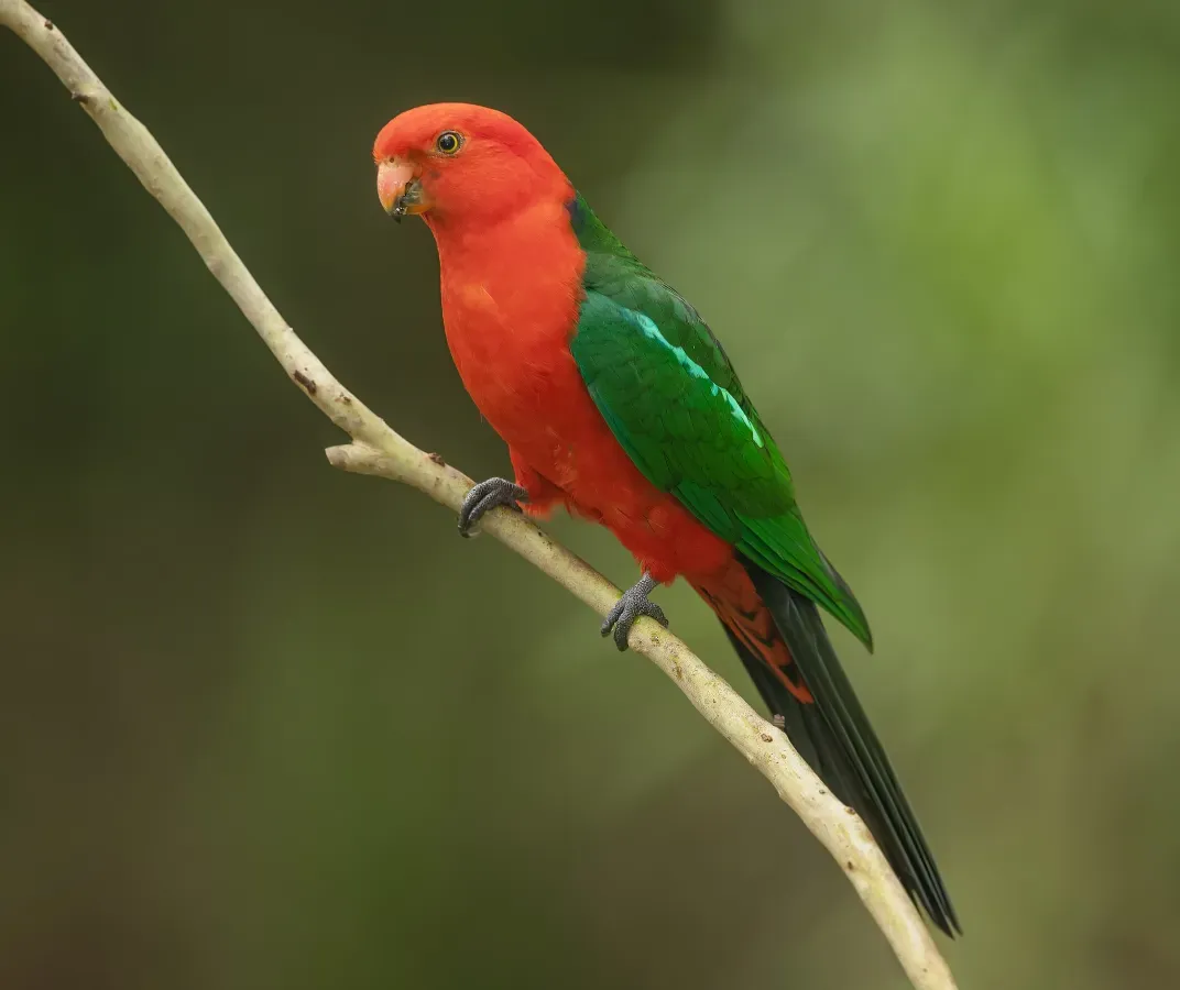 File:Alisterus scapularis - Brunkerville.jpg