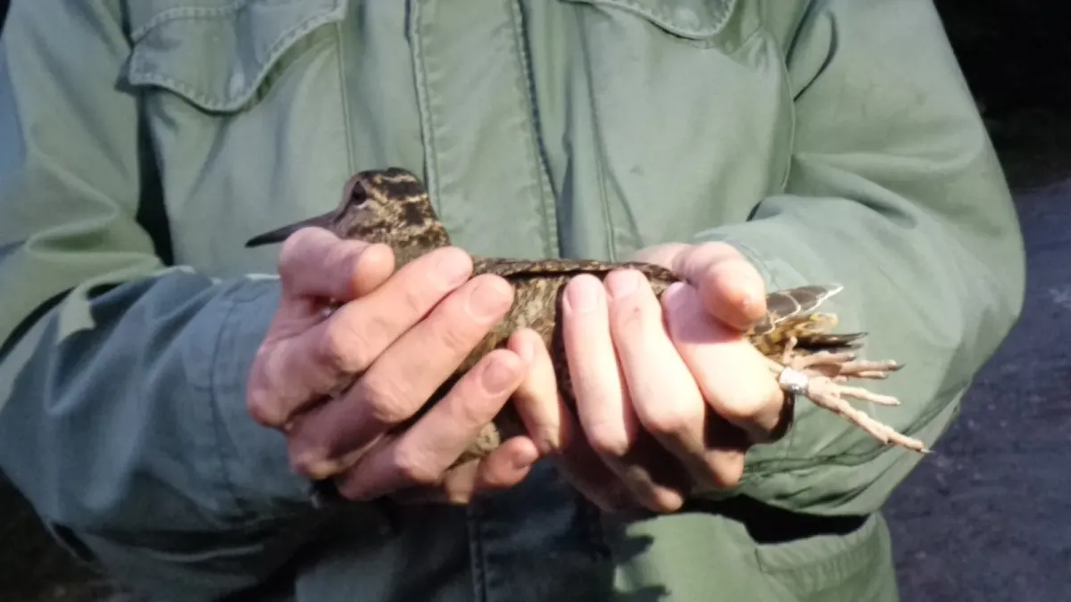 File:Šumska šljuka (Scolopax rusticola); Eurasian Woodcock.jpg
