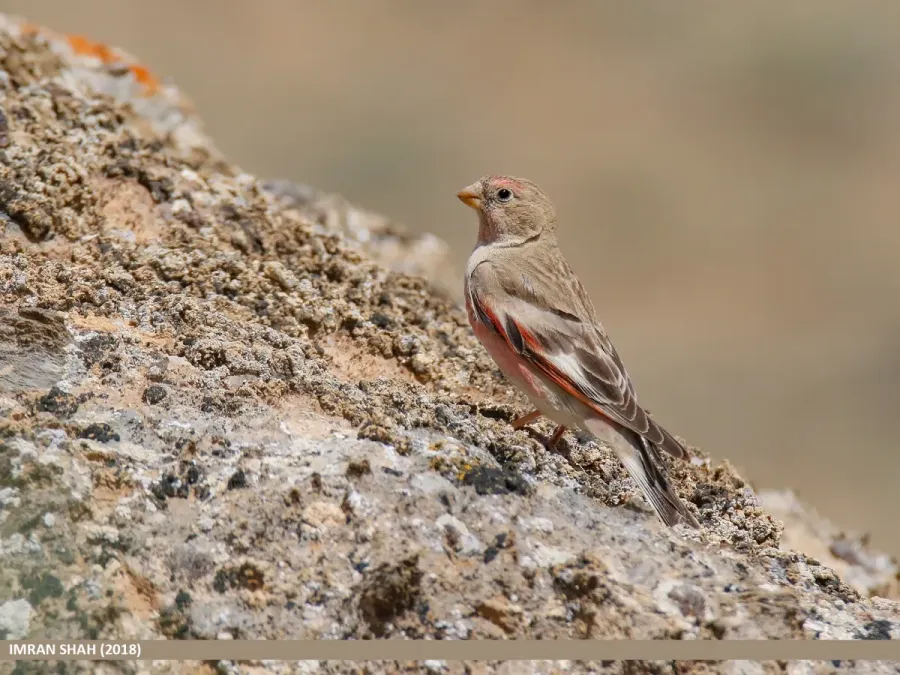 File:Mongolian Finch (Bucanetes mongolicus).jpg